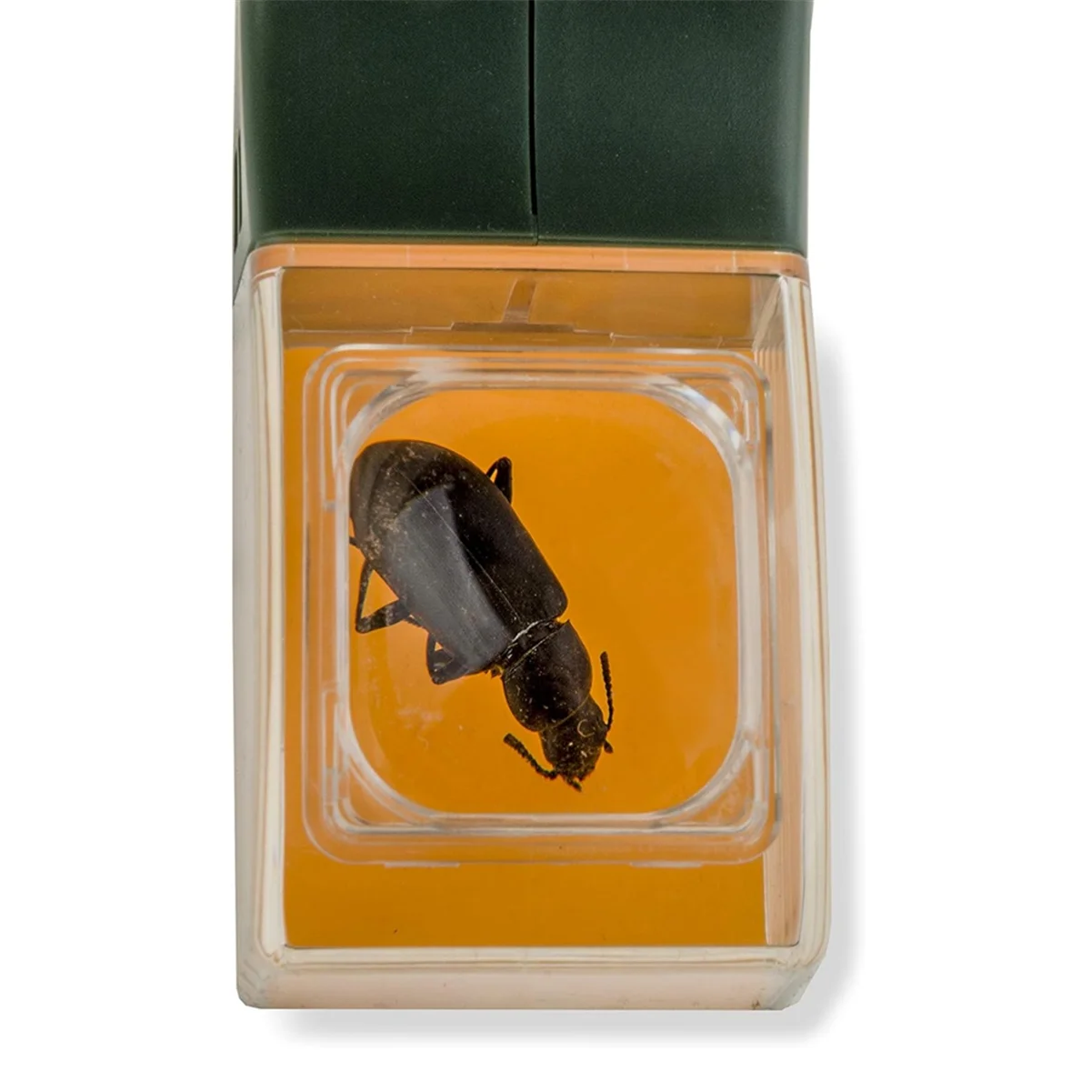 Insect Catcher Handheld with Magnifying Glass